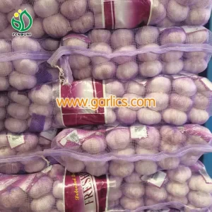 garlic_purple_a