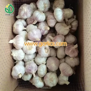 garlic_red_sale_c