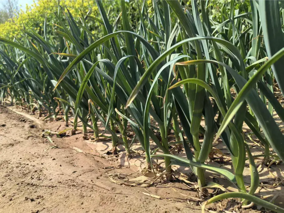 garlics-supplier- garlic farm