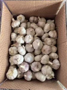 how-to-store-garlichow-to-store-garlic