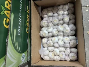 Jinxiang-Garlic-Export-to-GhanaJinxiang-Garlic-Export-to-Ghana