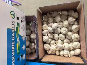 Jinxiang-garlic-shipped-to-Colombia