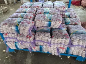 Jinxiang-garlic-shipped-to-Jamaica-in-March-2025