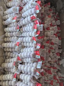 Jinxiang-garlic-shipped-to-Jamaica-in-March-2025