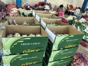 Jinxiang-Garlics-Export-to-Ghana
