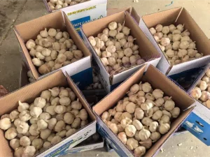 Jinxiang-garlics-shipped-to-Colombia