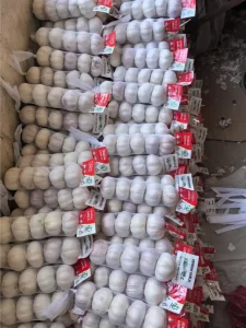 Jinxiang-garlics-shipped-to-Jamaica-in-March-2025