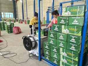 Jinxiang-white-garlics-shipped-to-Nigeria