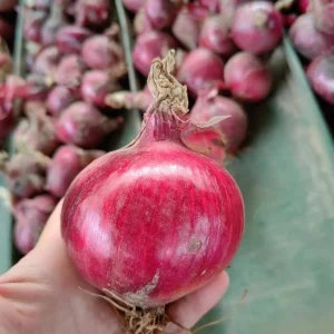 ernährungsphysiologische_information_rote_zwiebel