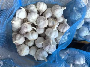 organic-garlic-bulbs