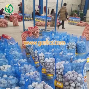 Organic_Healthy_Garlic