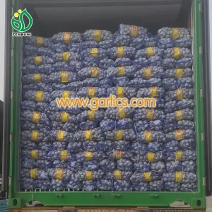 Organic_Healthy_Garlic