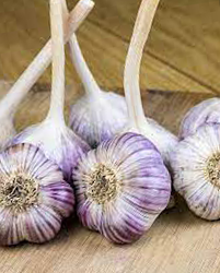 purple_music_garlic